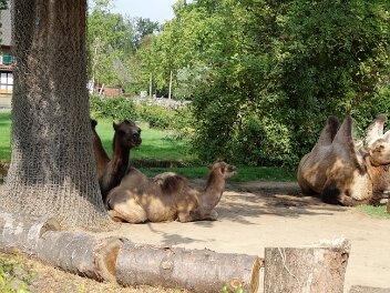 Kölner-Zoo